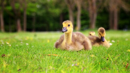 Animal nature ducky