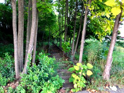 Overgrown Rail Line, Corporation Street, Old North Durham,… 