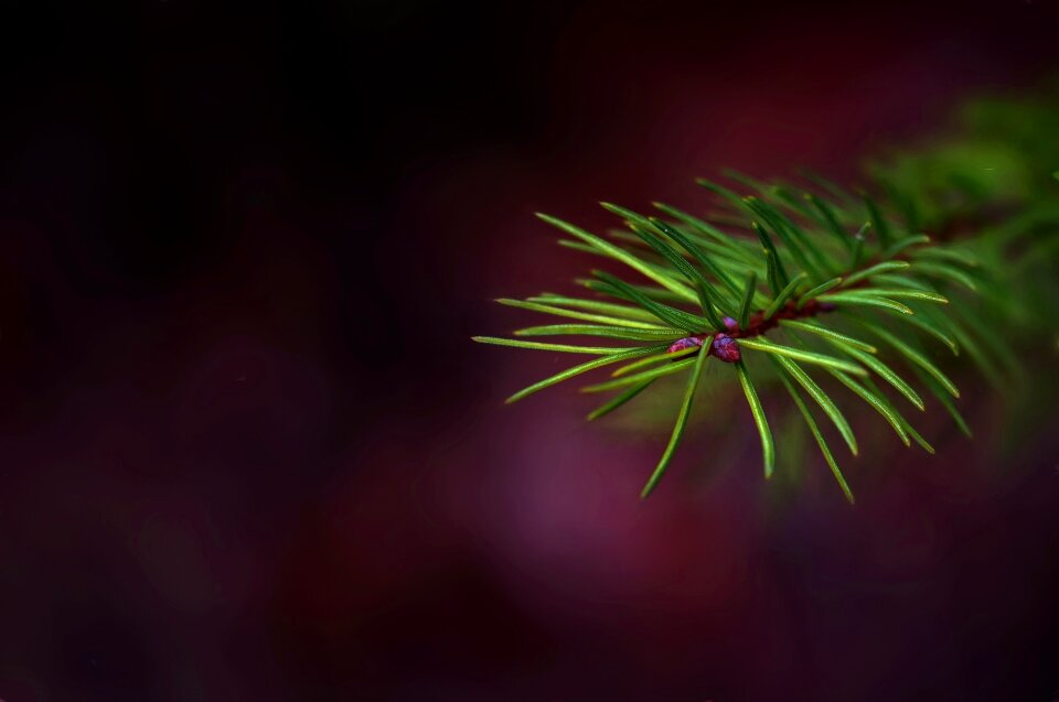 Needles green spruce