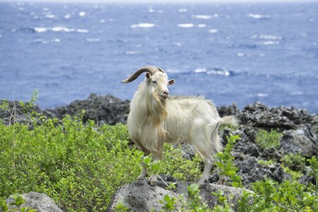 Goat sheep lanyu photo