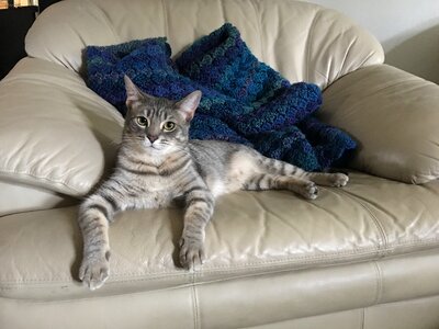 Simese cat lounging photo