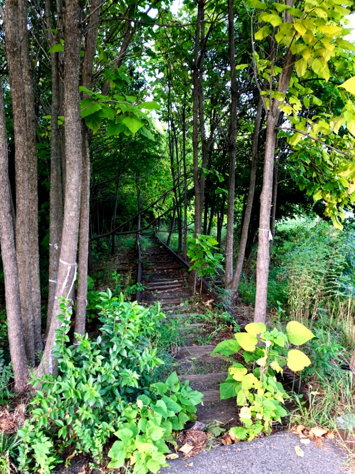 Overgrown Rail Line, Corporation Street, Old North Durham,… 