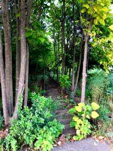 Overgrown Rail Line, Corporation Street, Old North Durham,… 