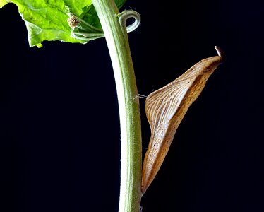 Insect butterfly hanging