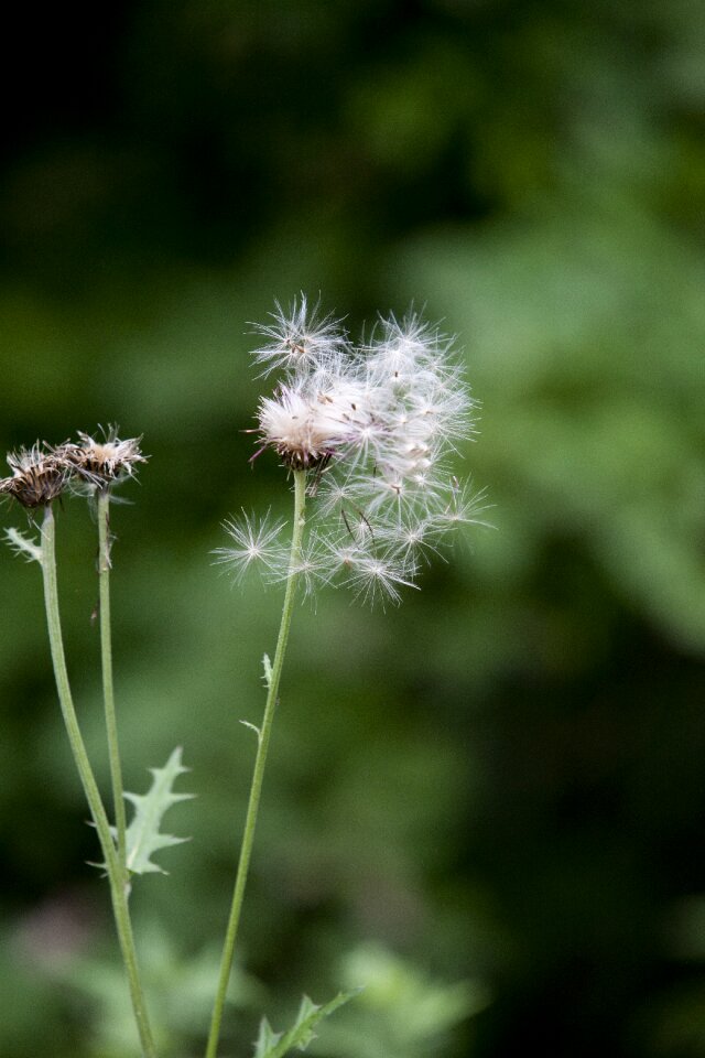 Seeds thistle botanical garden