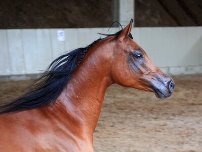 Thoroughbred arabian arabian horse ride photo
