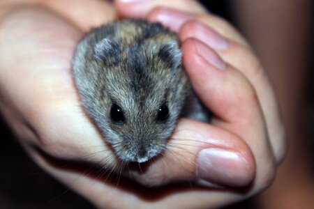 Hamster rodent pet photo