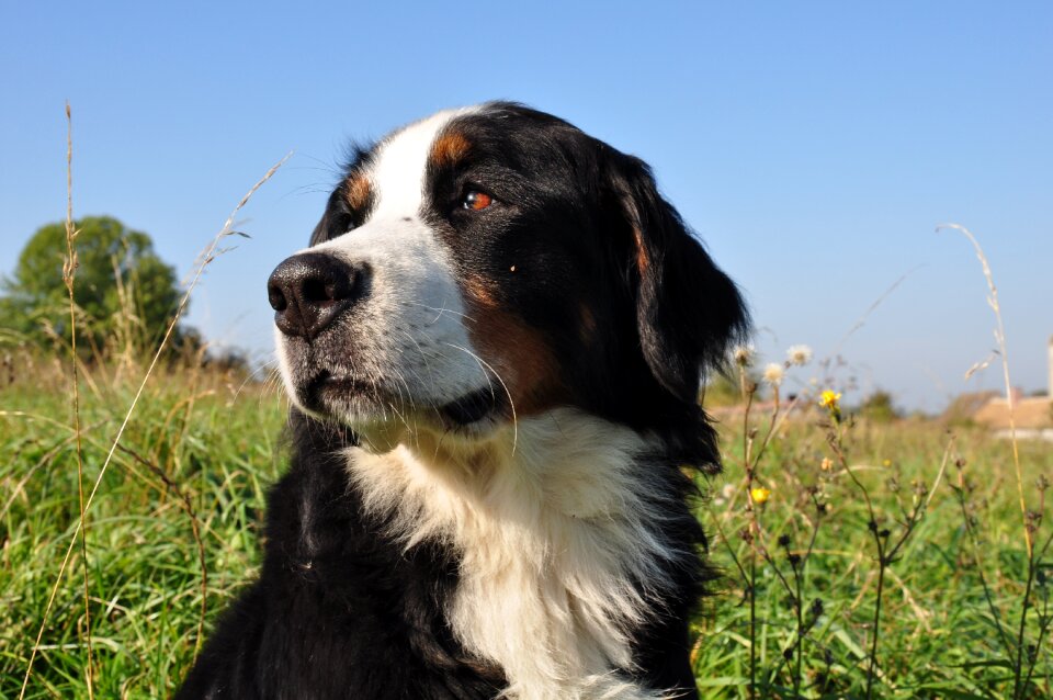 Nature family big dog
