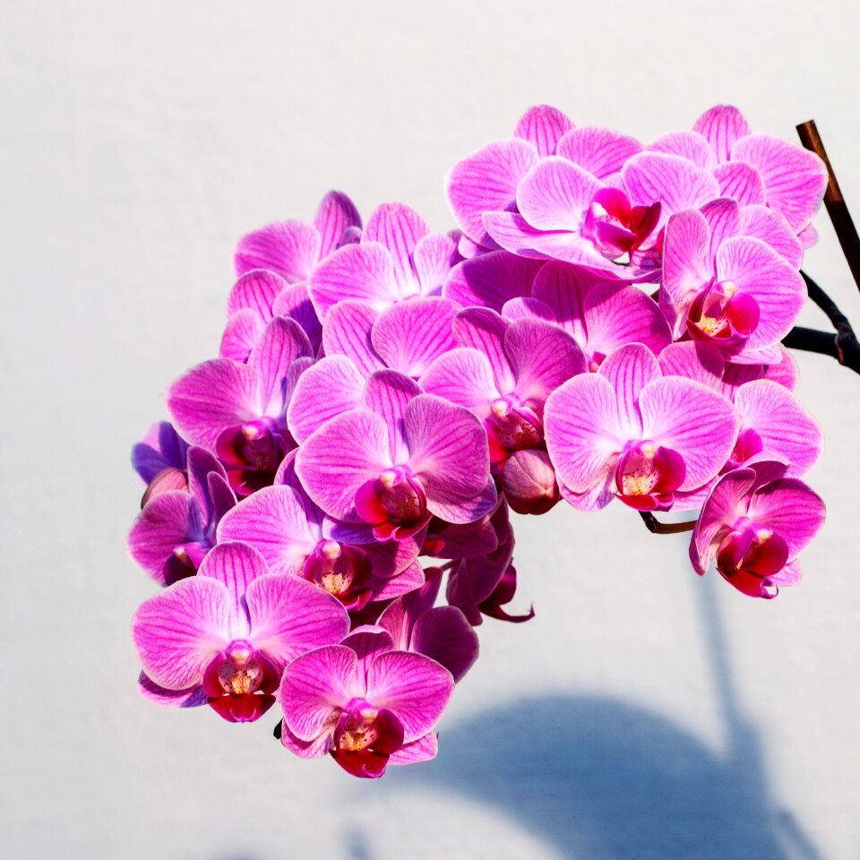 Pink flower dramatic light