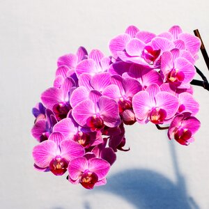 Pink flower dramatic light