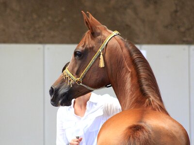 Arabian horse stallion brown horse arabs photo