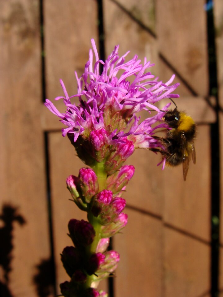 Garden nature plant