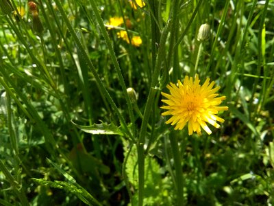 Spring cute small