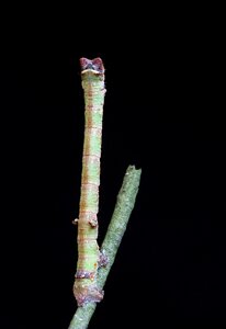 Batesian mimickry lepidoptera insect
