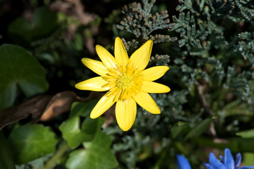 Petals stamp plant