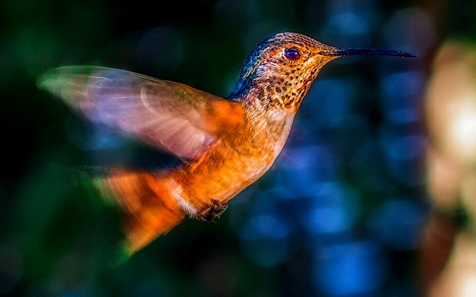 Wildlife flying green