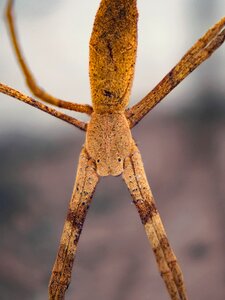 Bug torso legs photo