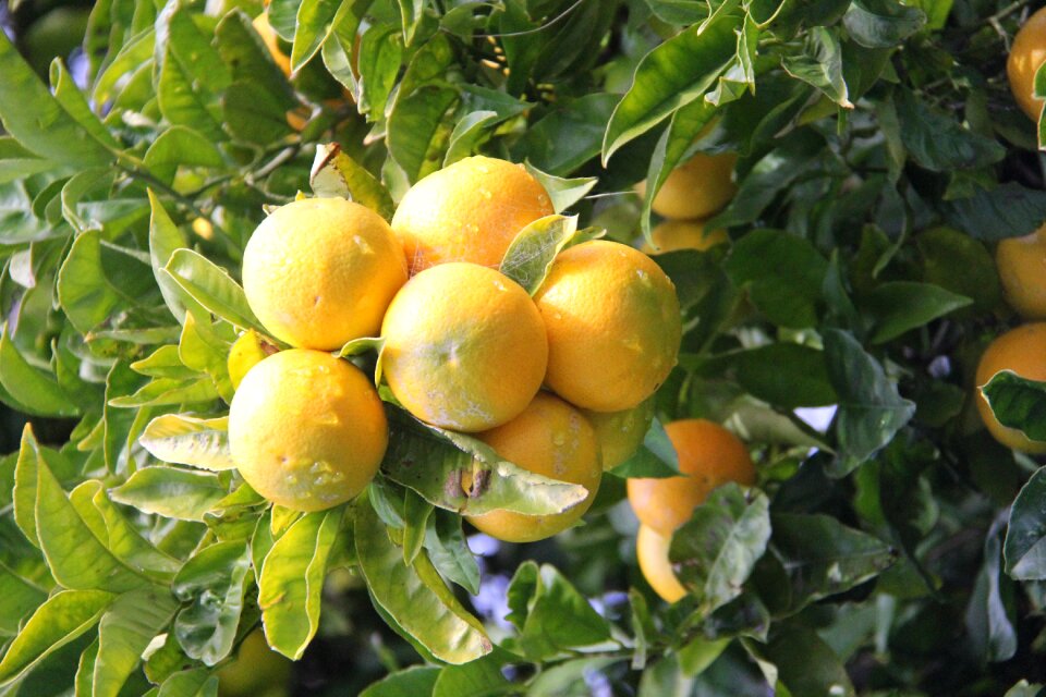 Farm orchard ripe