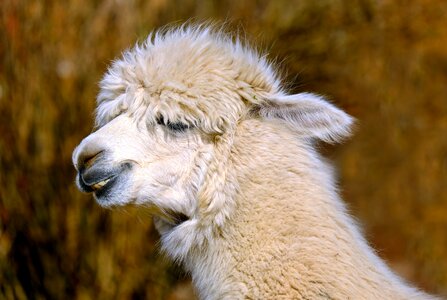 Wool fluffy alpaca wool photo