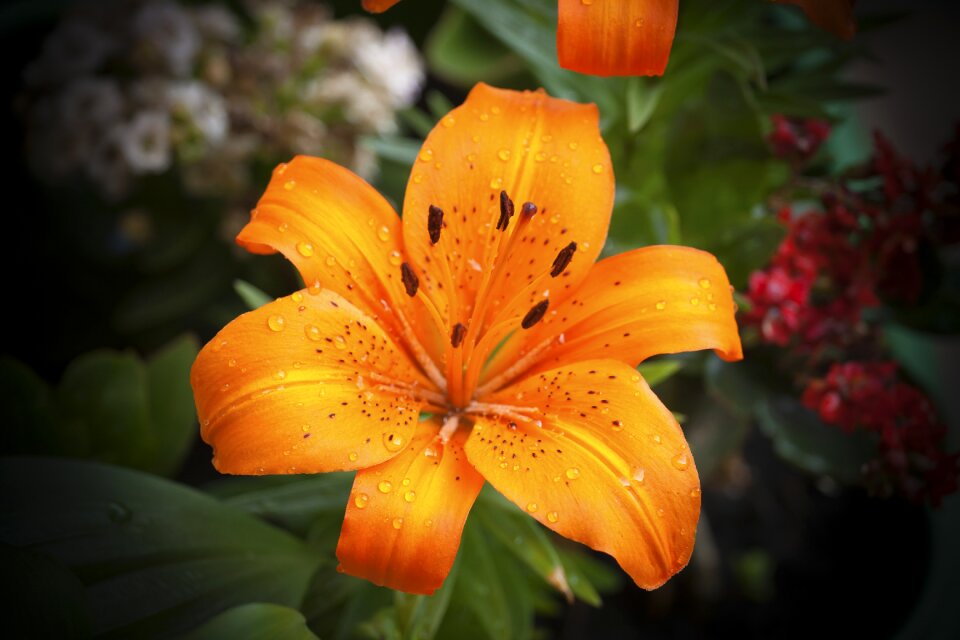 Garden spring drops