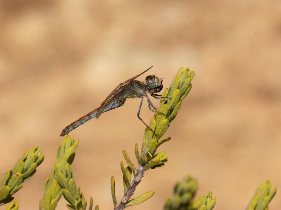 Branch detail winged insect