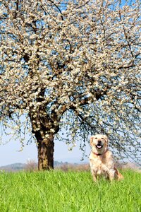 Landscape purebred dog meadow