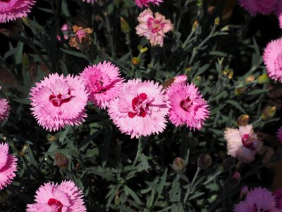 Pink dianthus gratianopolitanus grenoble clove photo