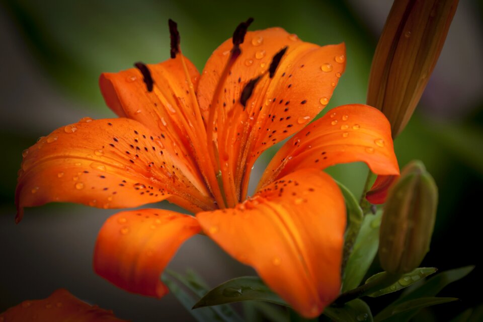 Flower garden nature