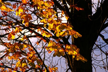 Tree golden autumn yellow