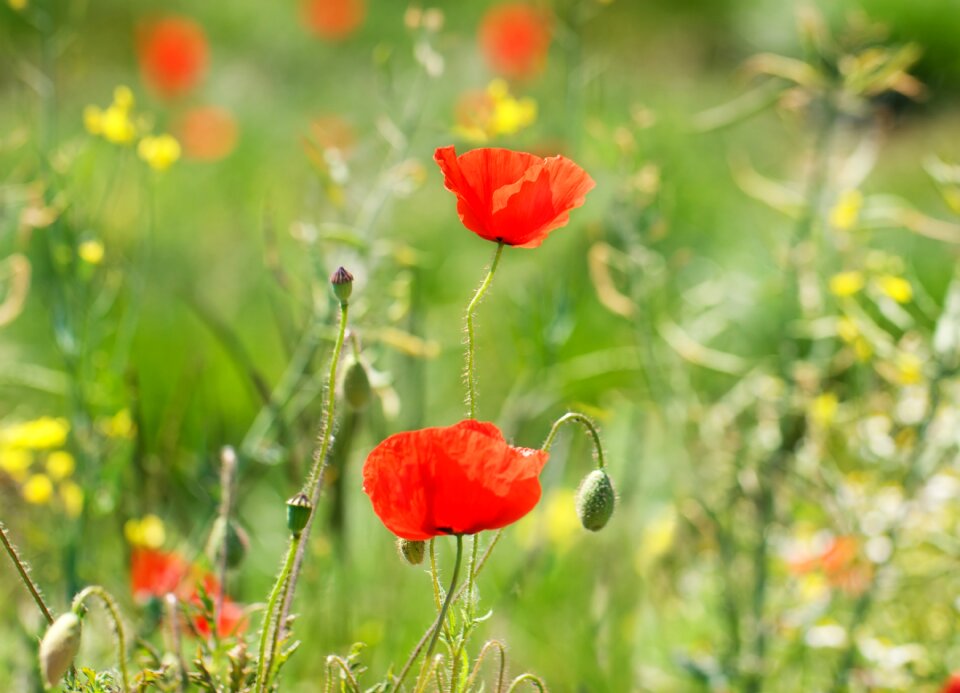 Bloom nature summer