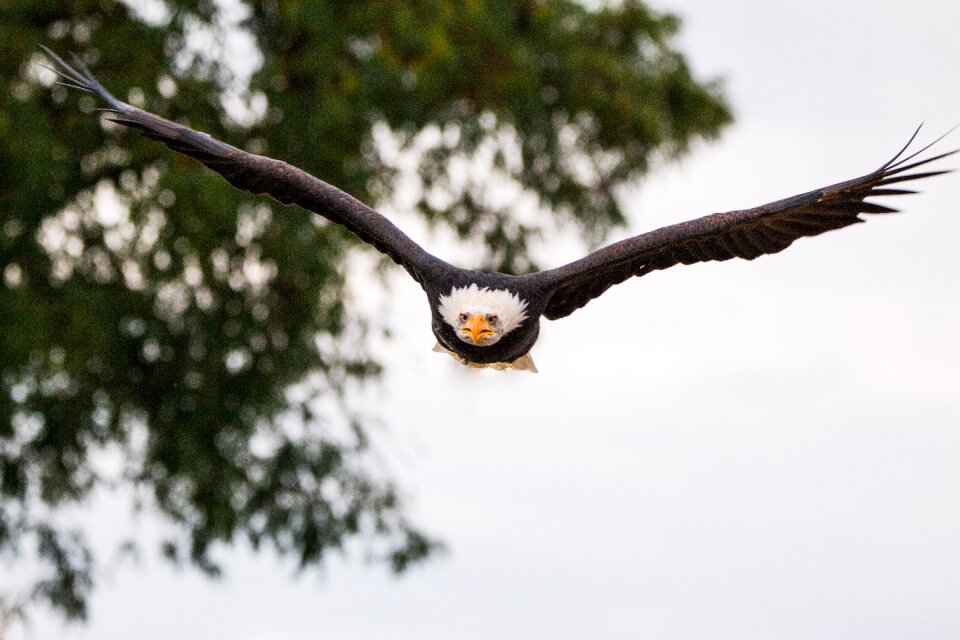 Approach haliaeetus leucocephalus adler
