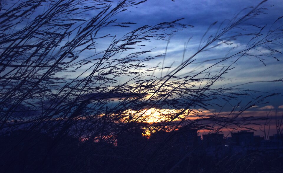 Plants tomorrow dawn