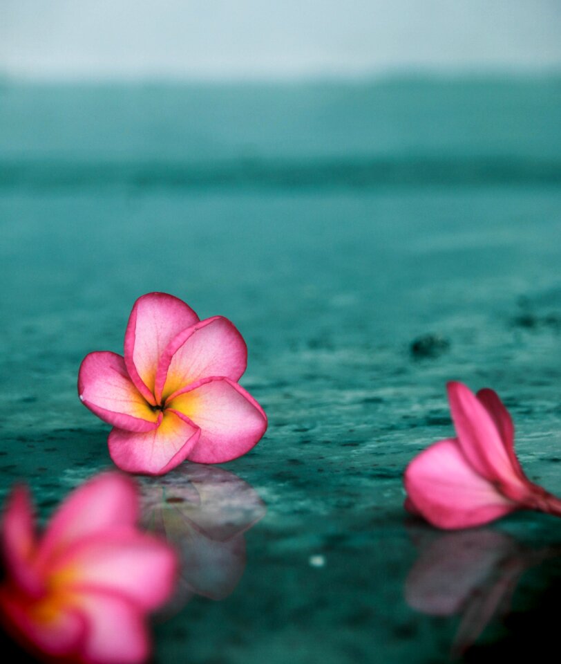 Plumeria flower sri lanka