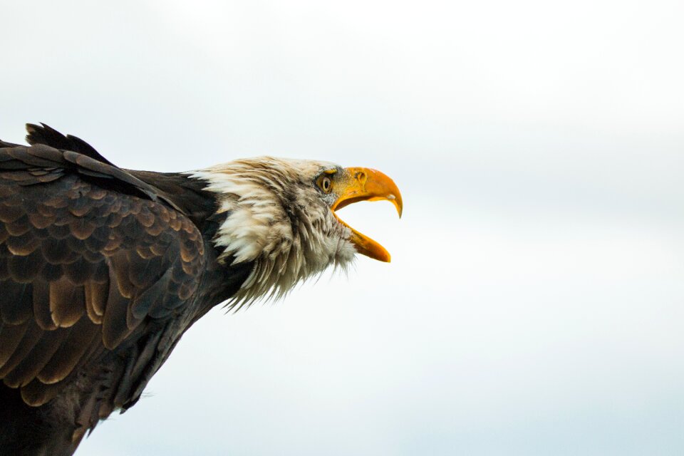Raptor bird of prey bird