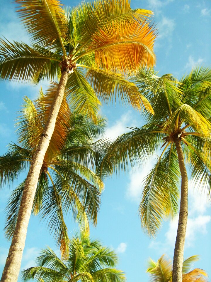 Blue sky caribbean coconut