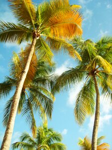 Blue sky caribbean coconut photo
