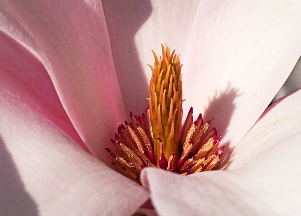 Middle center pink