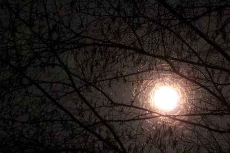 Tree night light photo