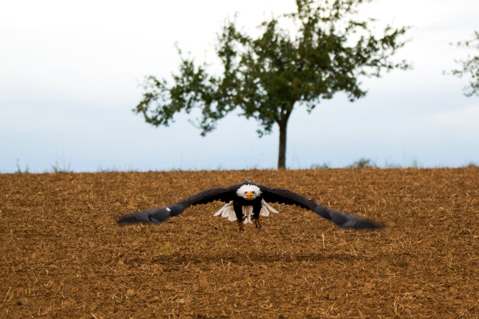 Approach haliaeetus leucocephalus adler