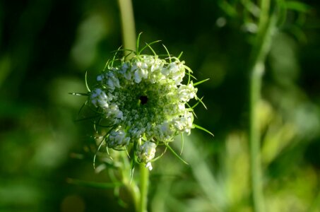 Nature spring plant