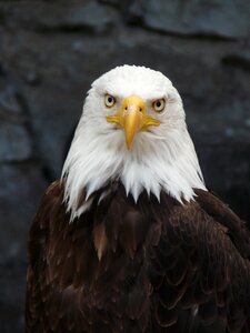 Pigargue nature bird