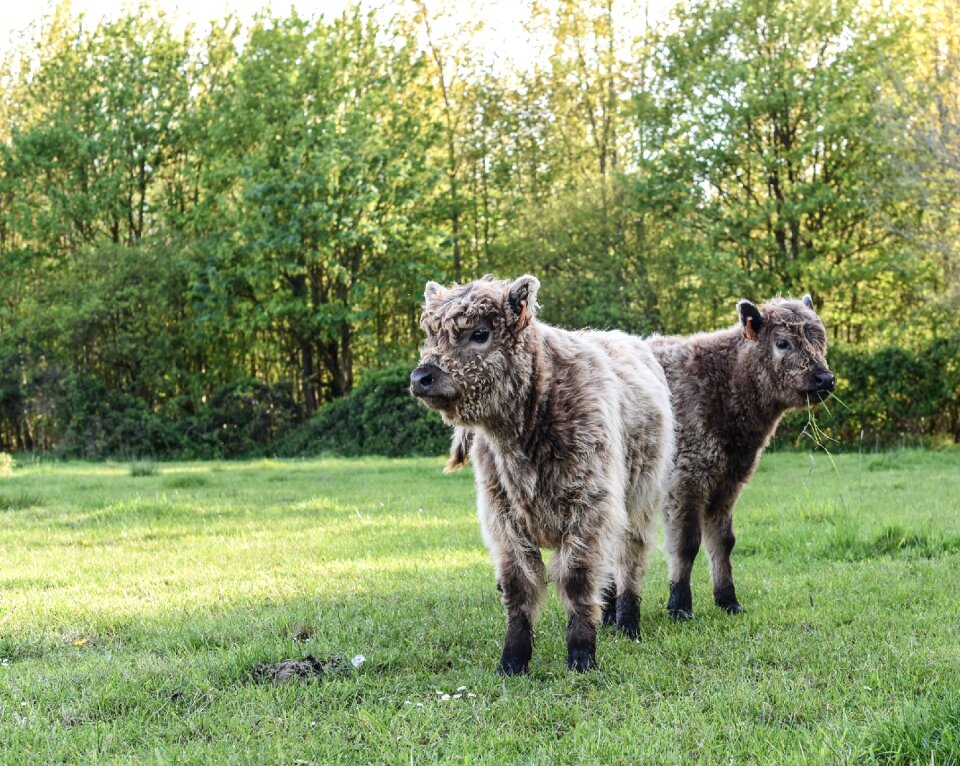 Animal gallowey spring