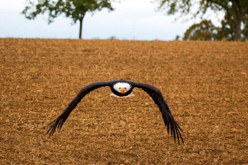 Approach haliaeetus leucocephalus adler