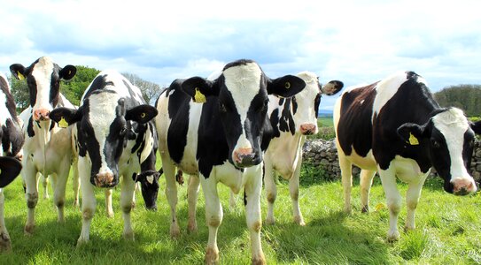 Field dairy milk photo