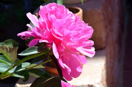 Paeonia blossom bloom