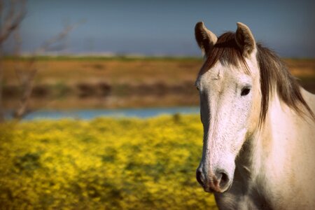 Outdoors domestic ranch