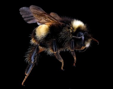 Wildlife nature bombus terricola photo