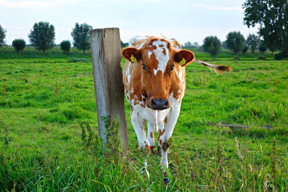 Livestock pasture grass photo