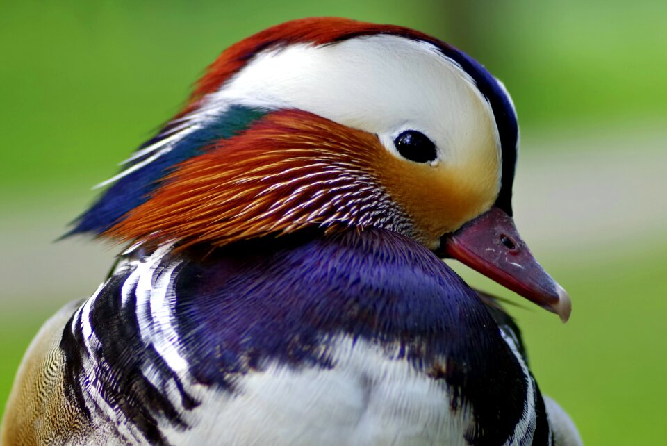 Dashing sideways the head of the