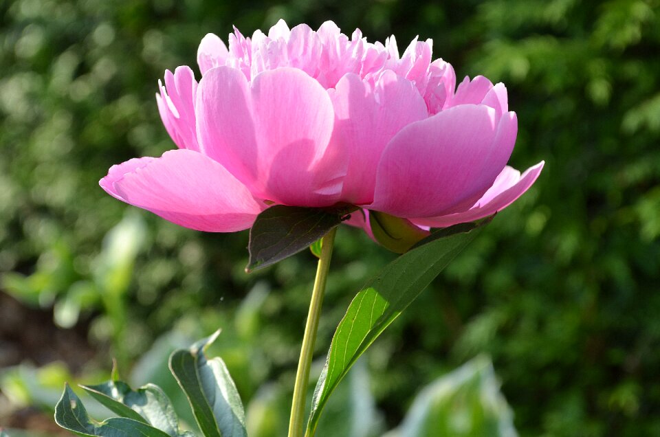 Bloom paeonia flower